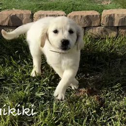 Golden Retriever Puppies from Lakemist Retrievers