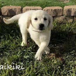 Golden Retriever Puppies from Lakemist Retrievers