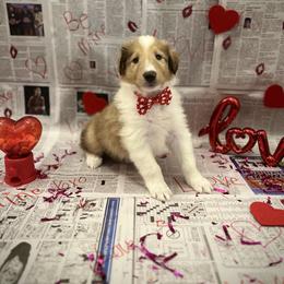 Hopper - Sable merle and white male Collie puppy in Chilhowie, Virginia from Jolly Collies