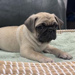 Teal Collar Boy - Fawn male Pug puppy in Troutman, North Carolina from Ohana Pugs