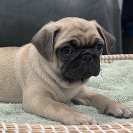 Teal Collar Boy - Fawn male Pug puppy in Troutman, North Carolina from Ohana Pugs