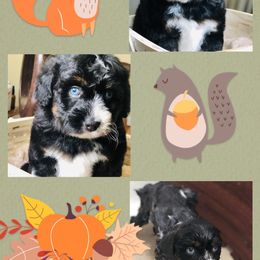 Aussiedoodle Puppies from Ohana Companions