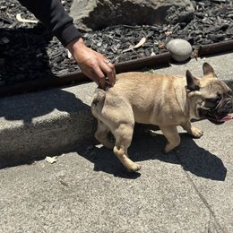 French Bulldog Puppies from Tribe of Judah Kennel