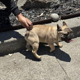 French Bulldog Puppies from Tribe of Judah Kennel