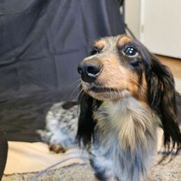 Daphne - Dachshund
