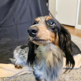 Daphne - Dachshund