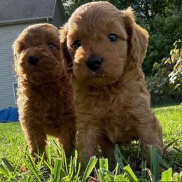 Bordoodle and Poodle Puppies from Poo's Doo's & Inu's