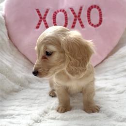 Girl 2 - Cream female Dachshund puppy in Santee, California from Miniweeniedoxies