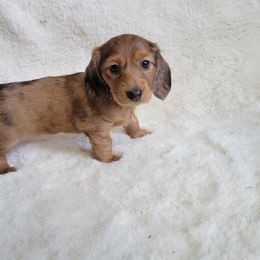 Dachshund Puppies from Mason Dixon Doxies
