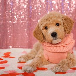 Goldendoodle and Poodle Puppies from KB Doodles