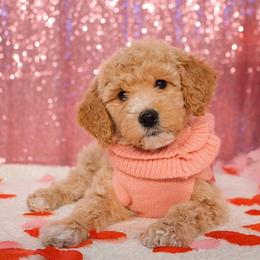 Goldendoodle and Poodle Puppies from KB Doodles