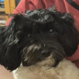 Oreo - Maltipoo