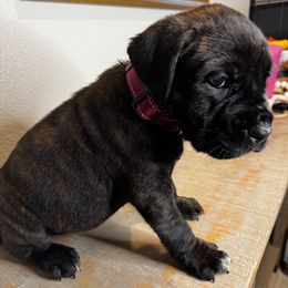 Tyger - Fuschia Collar - Black brindle female Cane Corso puppy in St. Augustine, Florida from RG2 Cane Corsos