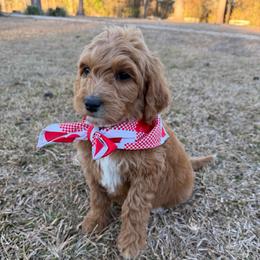 Luna -white - Red  female Goldendoodle puppy in Bogue Chitto, Mississippi from Valentine Kennels