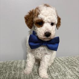 Blue collar - Parti male Goldendoodle puppy in Calico Rock, Arkansas from Cottrell’s Poodles & Doodles