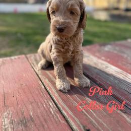 Maise - Apricot female Australian Labradoodle puppy in Rhode Island from Highland Beach Labradoodles