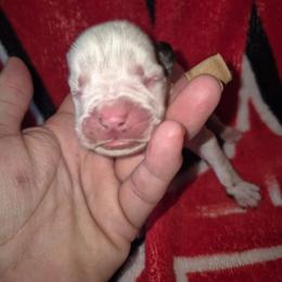 Rudy - White male Boxer puppy in Pine River, Wisconsin from Jenks Boxers