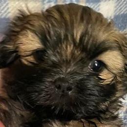 Shih Tzus from Wendy's Shih Tzus