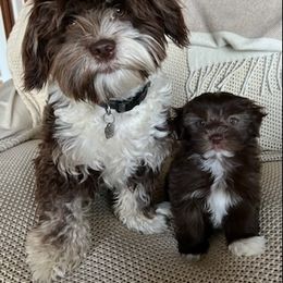 Havanese Puppies from Happy Havanese Gems