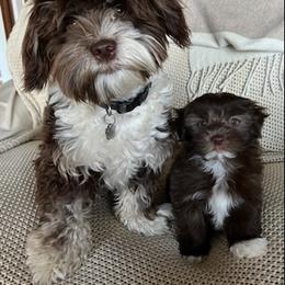 Havanese Puppies from Happy Havanese Gems