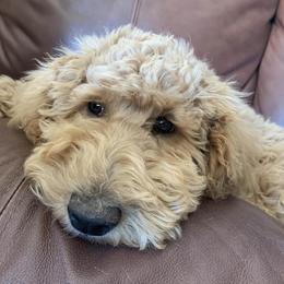 Goldendoodles from Texas Big Country Golden Doodles