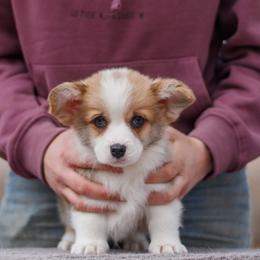 Boy 4 - Red male Pembroke Welsh Corgi puppy in La Grange, Wyoming from Merrygold Corgis