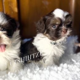 Prince S-G - Liver and white male Shih Tzu puppy in Xenia, Ohio from Crown & Tress Shih Tzu