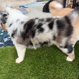 Lincoln - Blue merle male Australian Shepherd puppy in Pattison, Texas from Legacy Water Australian Shepherds