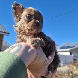 AKC Yuki - Chocolate blue female Chihuahua puppy in Silver Summit, Utah from Snow Peak Kennel