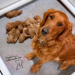 Goldendoodle puppies from BrookeMarie’s Goldendoodle Love