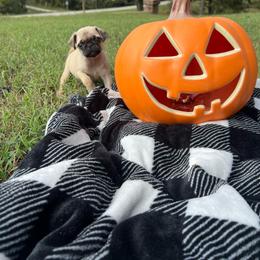 Scarlett - Cream female Pug puppy in Yellville, Arkansas from Ozark Mountain Doodles & Pugs