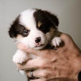 Esther - Black and tan female Pembroke Welsh Corgi puppy in South Otselic, New York from Ridge Top Corgis