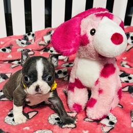 Yellow collar - Blue female Boston Terrier puppy in Rosston, Arkansas from Green Acre Boston Terriers