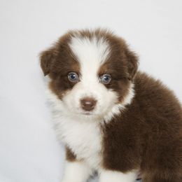 Comet - Red tri-color male Australian Shepherd puppy in Richmond, Texas from Big Zen Aussies