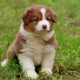 Brook - Red tri female Toy Australian Shepherd puppy in Bauxite, Arkansas from J and B Mini Aussies