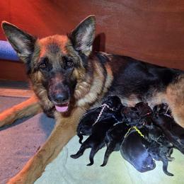 Boy 2 - Black and red male German Shepherd puppy in Harvard, Illinois from Aus Dem Meer German Shepherds