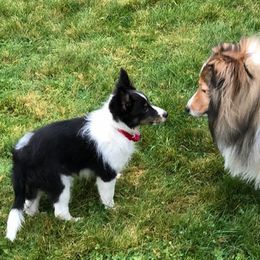 Bichon Frises, Russell Terriers, and Shetland Sheepdogs from Mountain Ash Farms