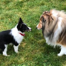 Bichon Frises, Russell Terriers, and Shetland Sheepdogs from Mountain Ash Farms