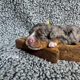 Quartz - Blue merle female Bernedoodle puppy in Rose Hill, North Carolina from Red Door Canines