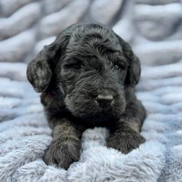 Duckworth - Black male Goldendoodle puppy in Rainier, Oregon from Beaver Springs Puppies