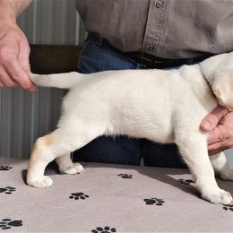 Labrador Retriever Puppies from True Labradors