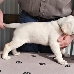 Labrador Retriever Puppies from True Labradors