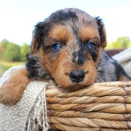 Bryce- CKC- F1 Mini AussieDoodle- Stokesdale, NC - Blue merle male Aussiedoodle puppy in Stokesdale, North Carolina from His and Hers Poodles and Doodles