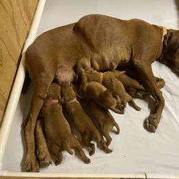 Vizsla Puppies from Waterfall Ranch Hungarian Vizslas