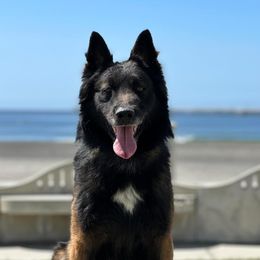 Malko - Belgian Tervuren