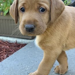 Labrador Retriever Puppies from TNT Elite Labradors