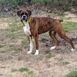Peyton - Boxer