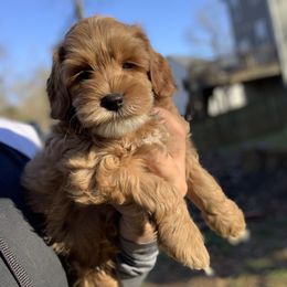 Australian Labradoodle Puppies from Semper Doodles
