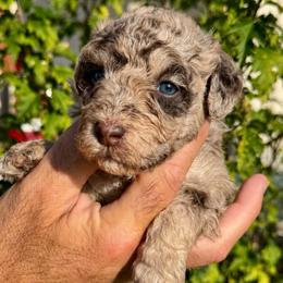 Bonsai - Red merle male Aussiedoodle puppy in Rock Hill, South Carolina from LolliPop Farms
