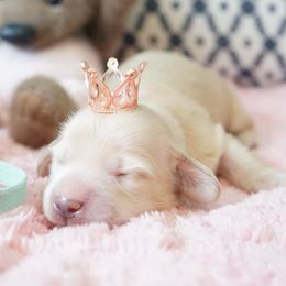 Prince Charming - Cream male Dachshund puppy in Big Rapids, Michigan from 30 Acre Woods Dachshunds